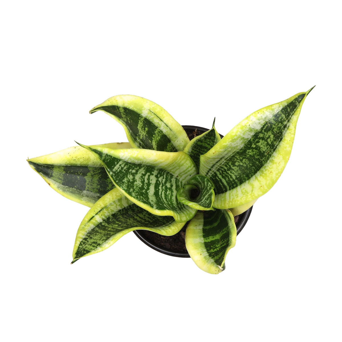 Plants for Pets Sansevieria Superba leaves show dramatic variegation