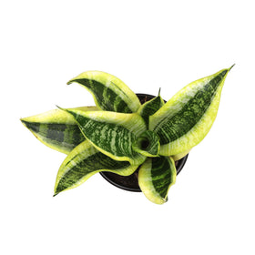 Plants for Pets Sansevieria Superba leaves show dramatic variegation