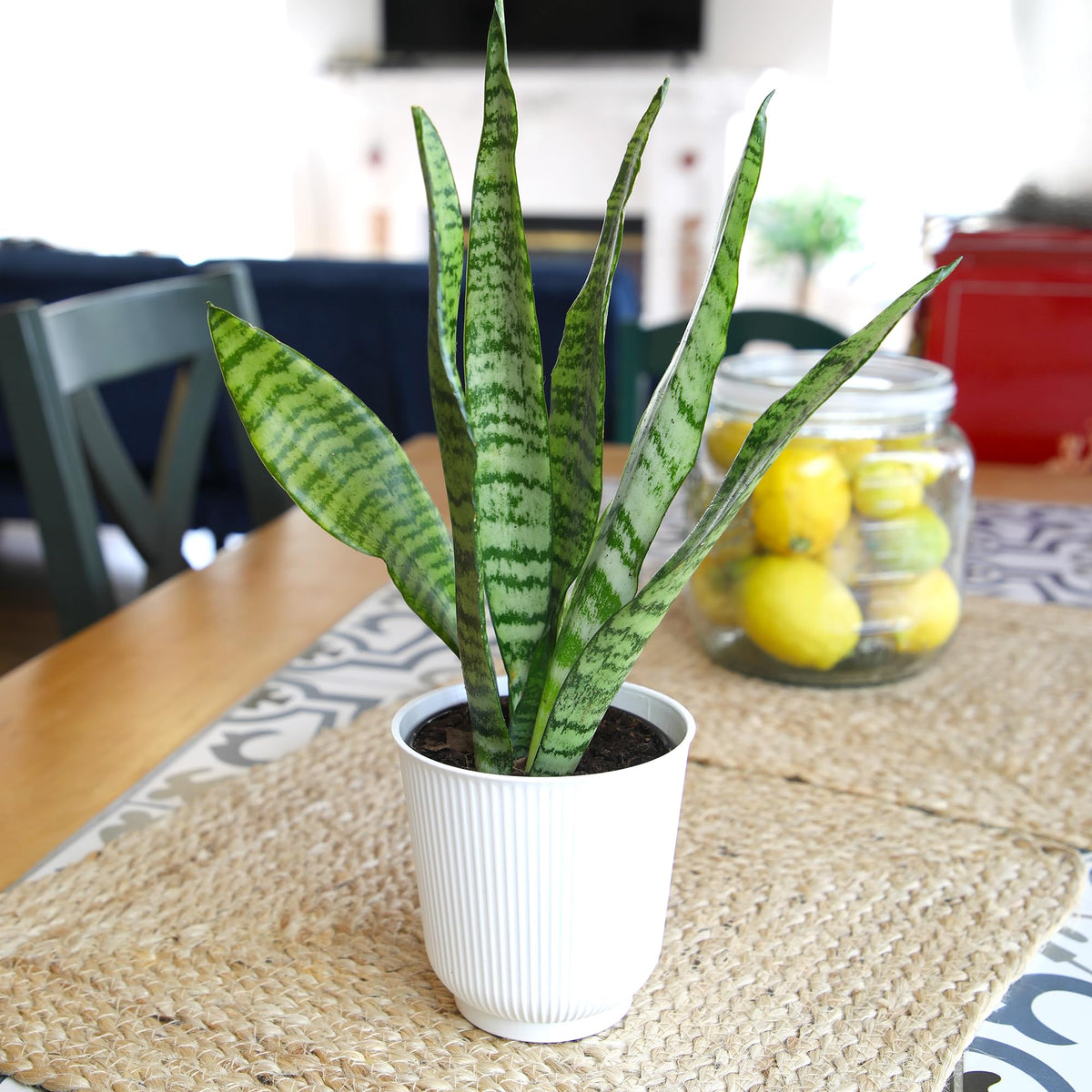 Plants for Pets sansevieria zeylanica green variegation for resilient indoor greenery.