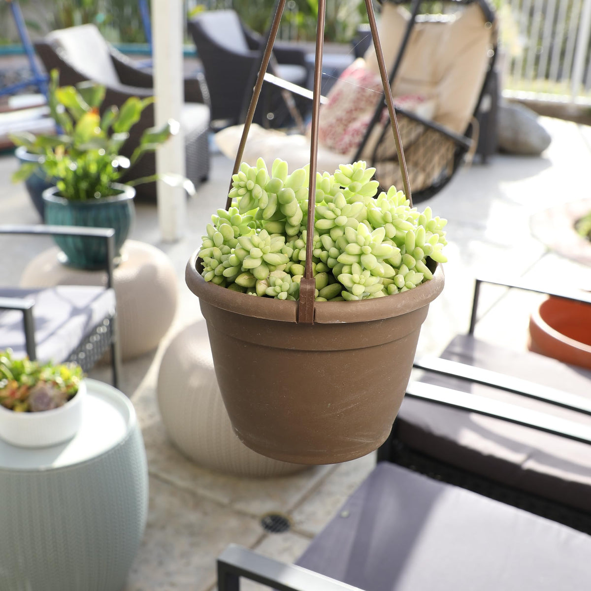 Plants for Pets Sedum Burrito showing blue-green leaves and soft texture