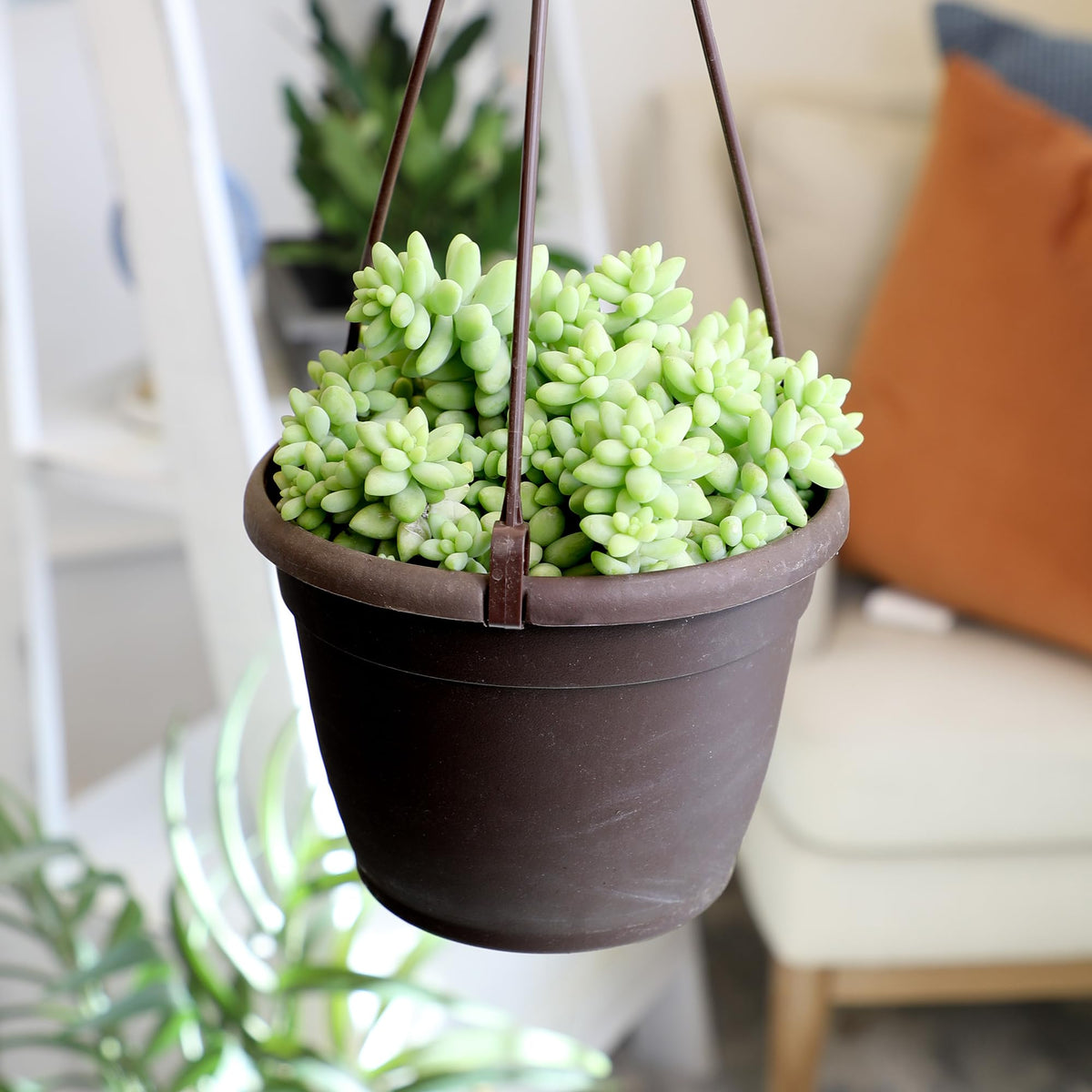 Plants for Pets Sedum Burrito in bright light setup ready for indoor use