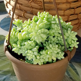 Plants for Pets Sedum Burrito gift-ready live succulent plant
