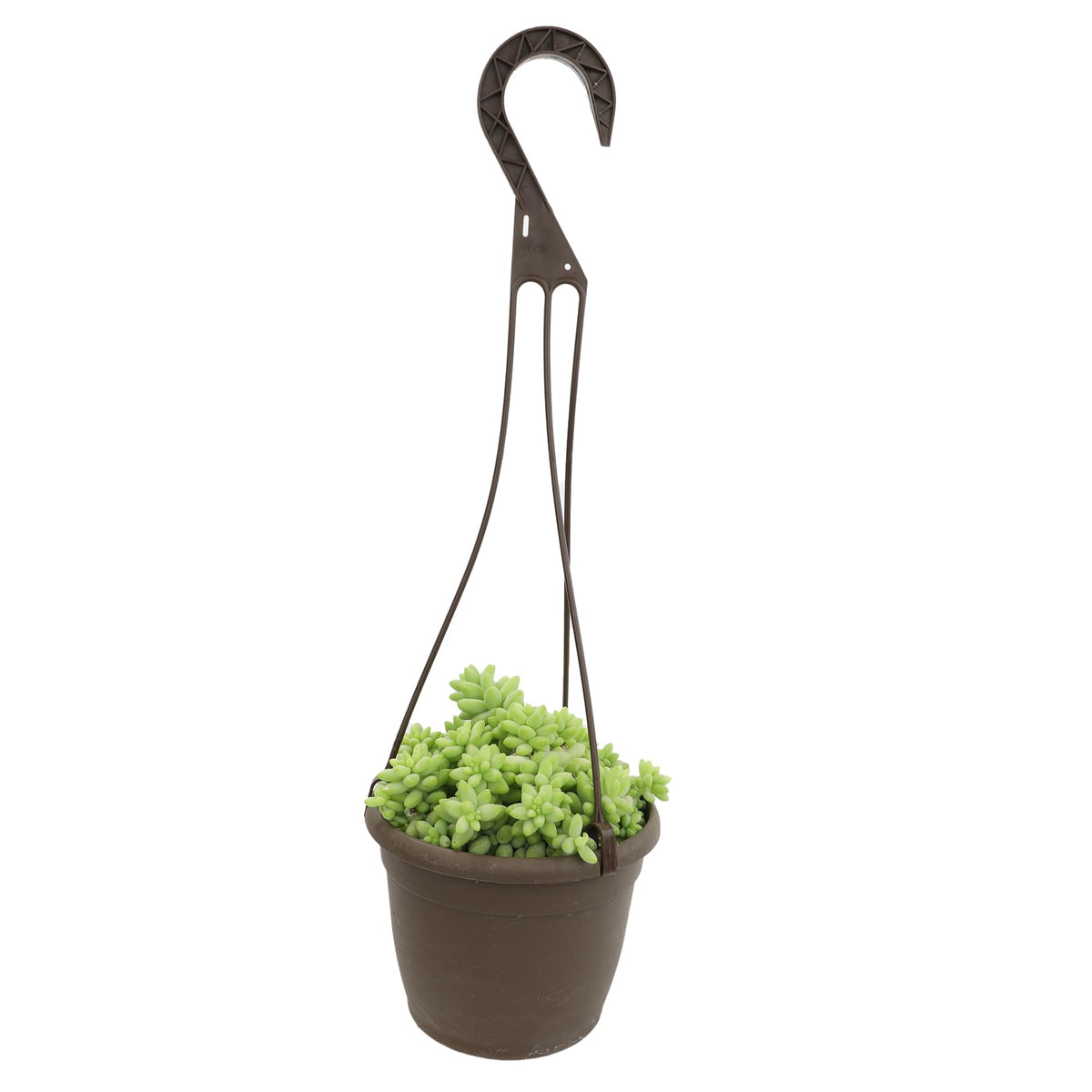 Plants for Pets Sedum Burrito hanging 6-inch planter highlights vivid indoor decor
