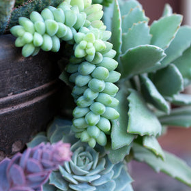 Plants for Pets Sedum Burrito indoor plant with compact, lush leaves