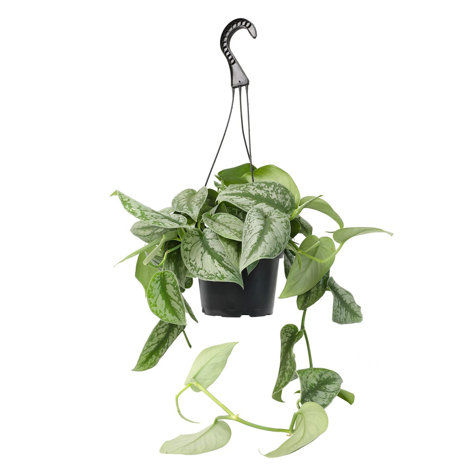 Plants for Pets Silver Satin Pothos hanging basket with glossy silver-variegated leaves for stylish indoor décor.