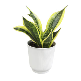 Plants for Pets snake plant in decorative white pot adds style and low maintenance charm