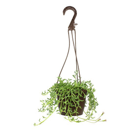 Plants for Pets dolphin necklace display with cascading succulents and vibrant greenery.