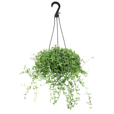 Plants for Pets string of dolphins in hanging basket showcases cascading leaves for home decor.