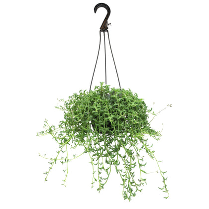 Plants for Pets string of dolphins in hanging basket showcases cascading leaves for home decor.