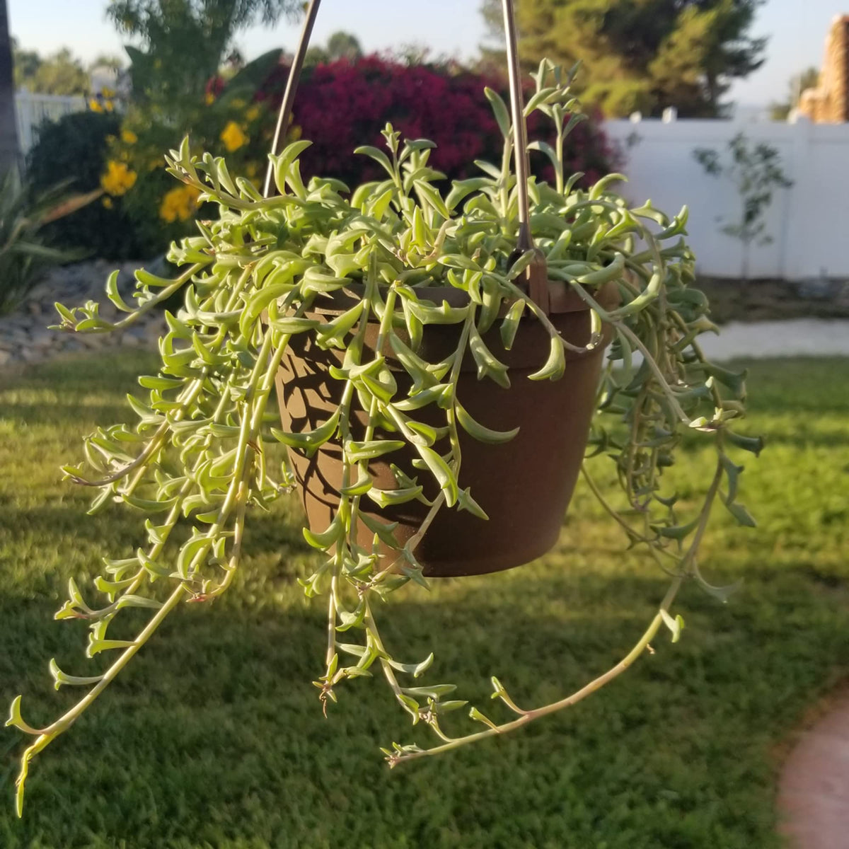 Plants for Pets string of dolphins in living room setup with other houseplants.