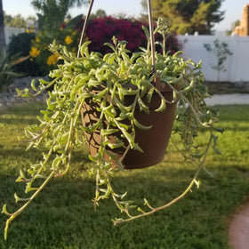 Plants for Pets string of dolphins in living room setup with other houseplants.