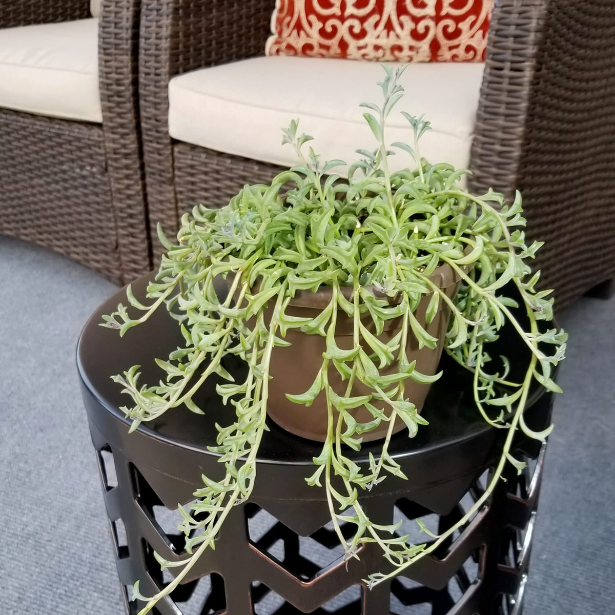 Plants for Pets string of dolphins after unboxing watering, healthy roots ready to drink.