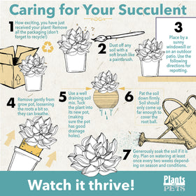 Plants for Pets 2-inch grower pots highlight beginner-friendly care for busy homes.
