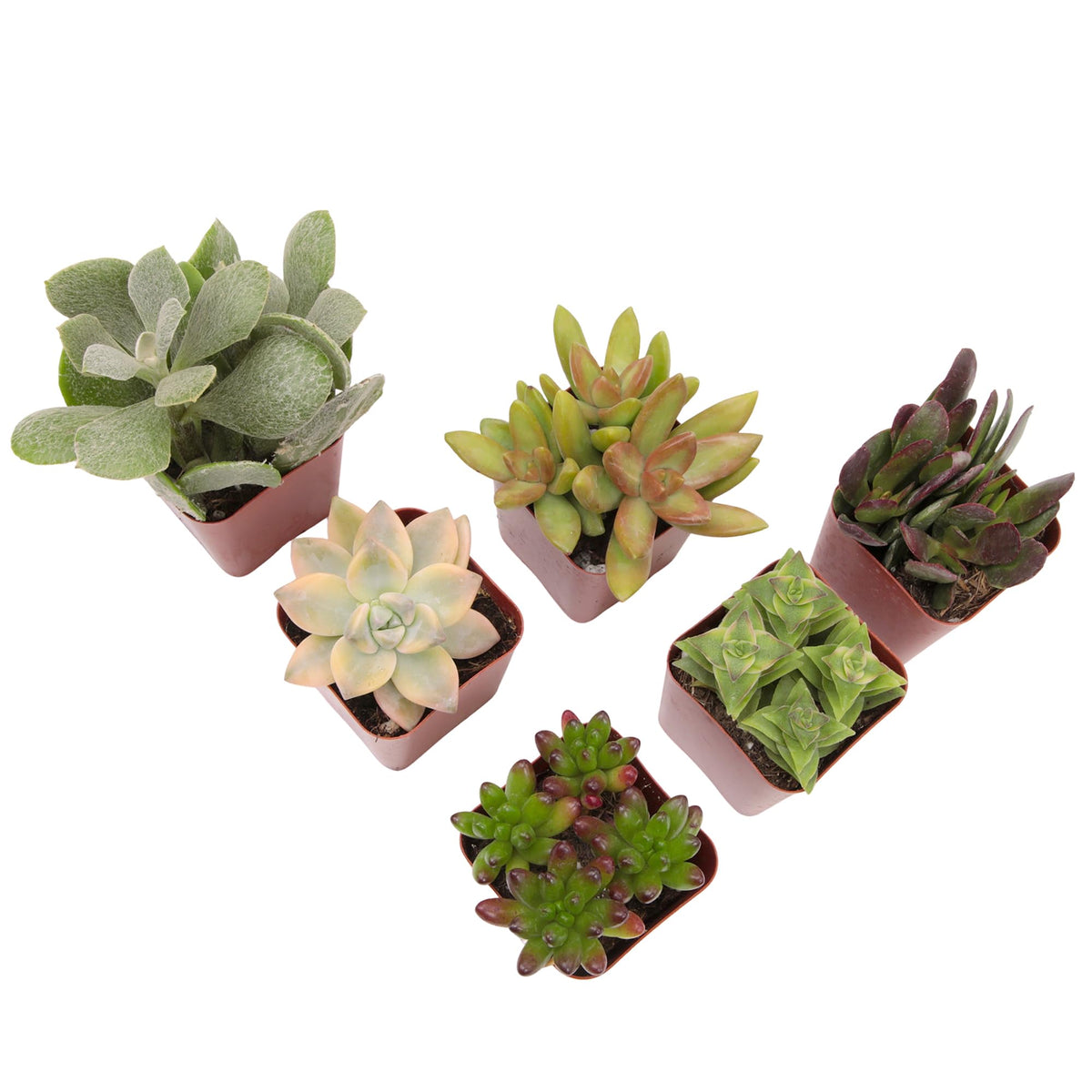 Plants for Pets succulent gift idea for plant lovers and teachers.