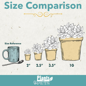 Plants for Pets succulent variety colors shapes for vibrant, low-maintenance home decor.