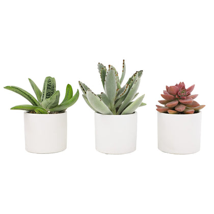 Plants for Pets succulents 3-pack in white pots for bright, low-maintenance decor.
