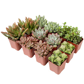 Plants for Pets succulents live in pot: effortless care and instant color for any room.