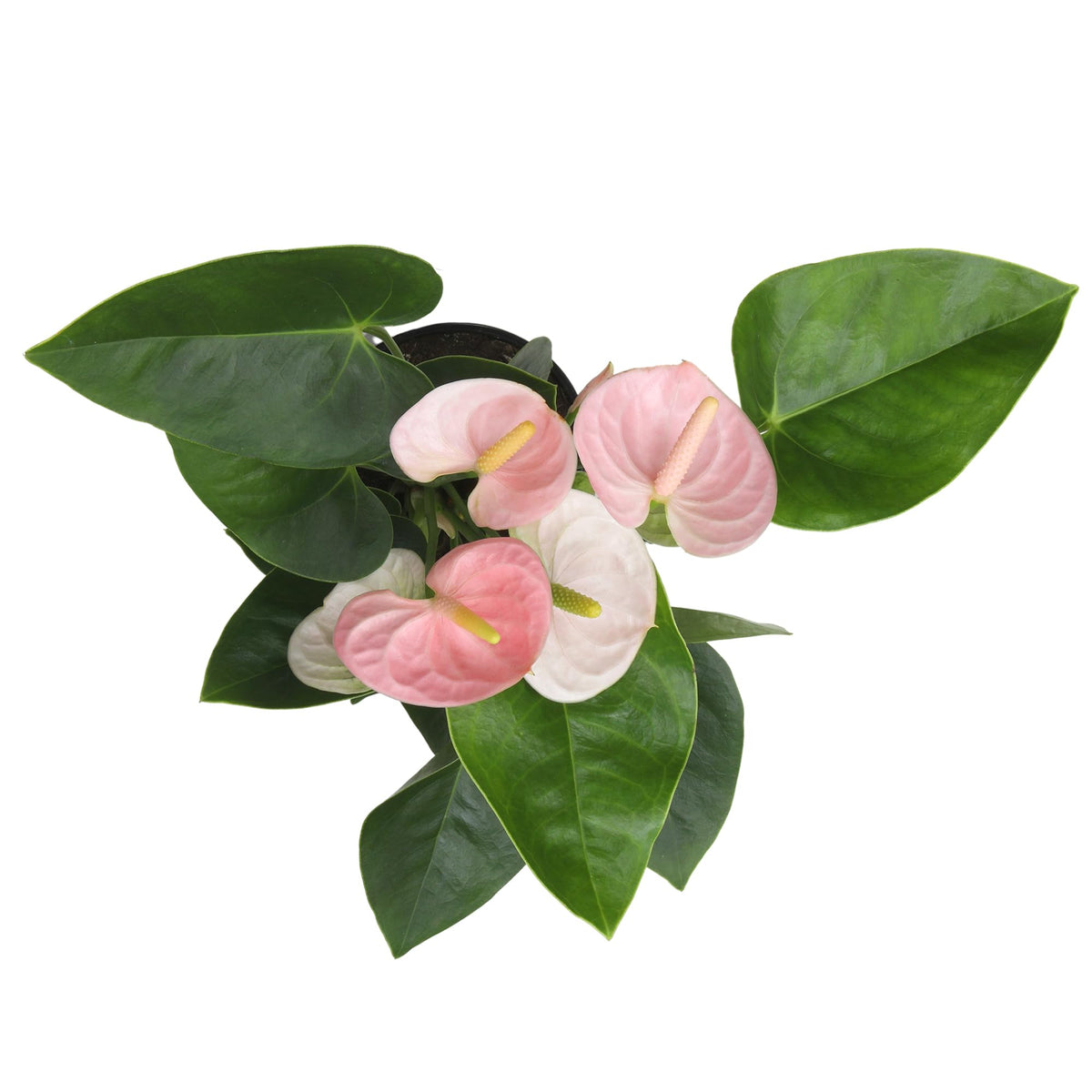 Plants for Pets compact plant ideal for small spaces and desks.