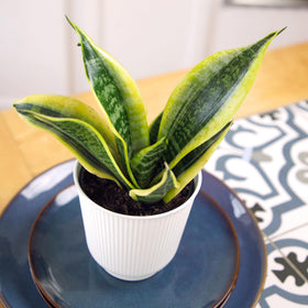 Plants for Pets tall snake plant enhances room height and presence