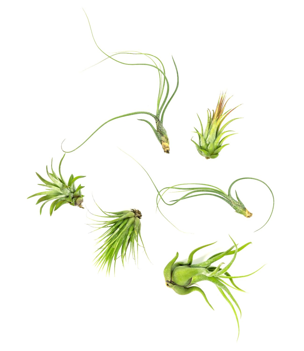 Plants for Pets Tillandsia air plants 12-pack collection for versatile displays.