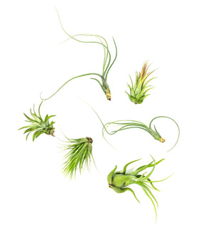 Plants for Pets Tillandsia air plants 12-pack collection for versatile displays.