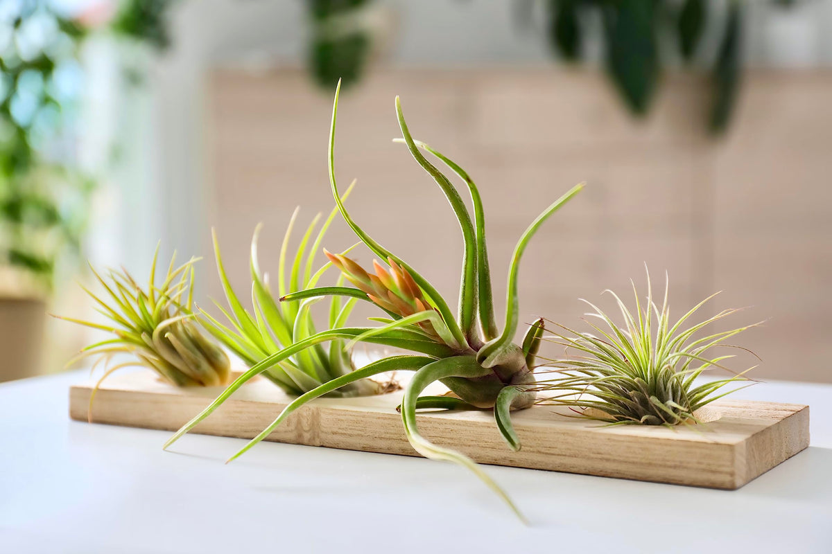 Plants for Pets Tillandsia air plants as desk decor for workspace.