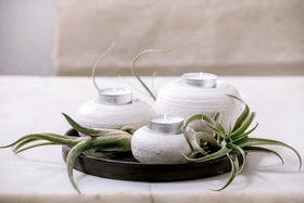 Plants for Pets Tillandsia air plants perched on driftwood for natural display.
