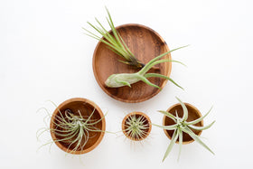 Plants for Pets Tillandsia air plants in glass containers with airflow for easy viewing.