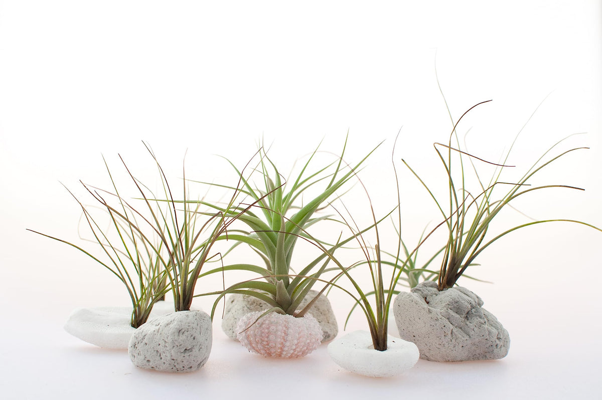 Plants for Pets Tillandsia air plants green varieties for versatile looks.