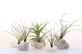 Plants for Pets Tillandsia air plants green varieties for versatile looks.