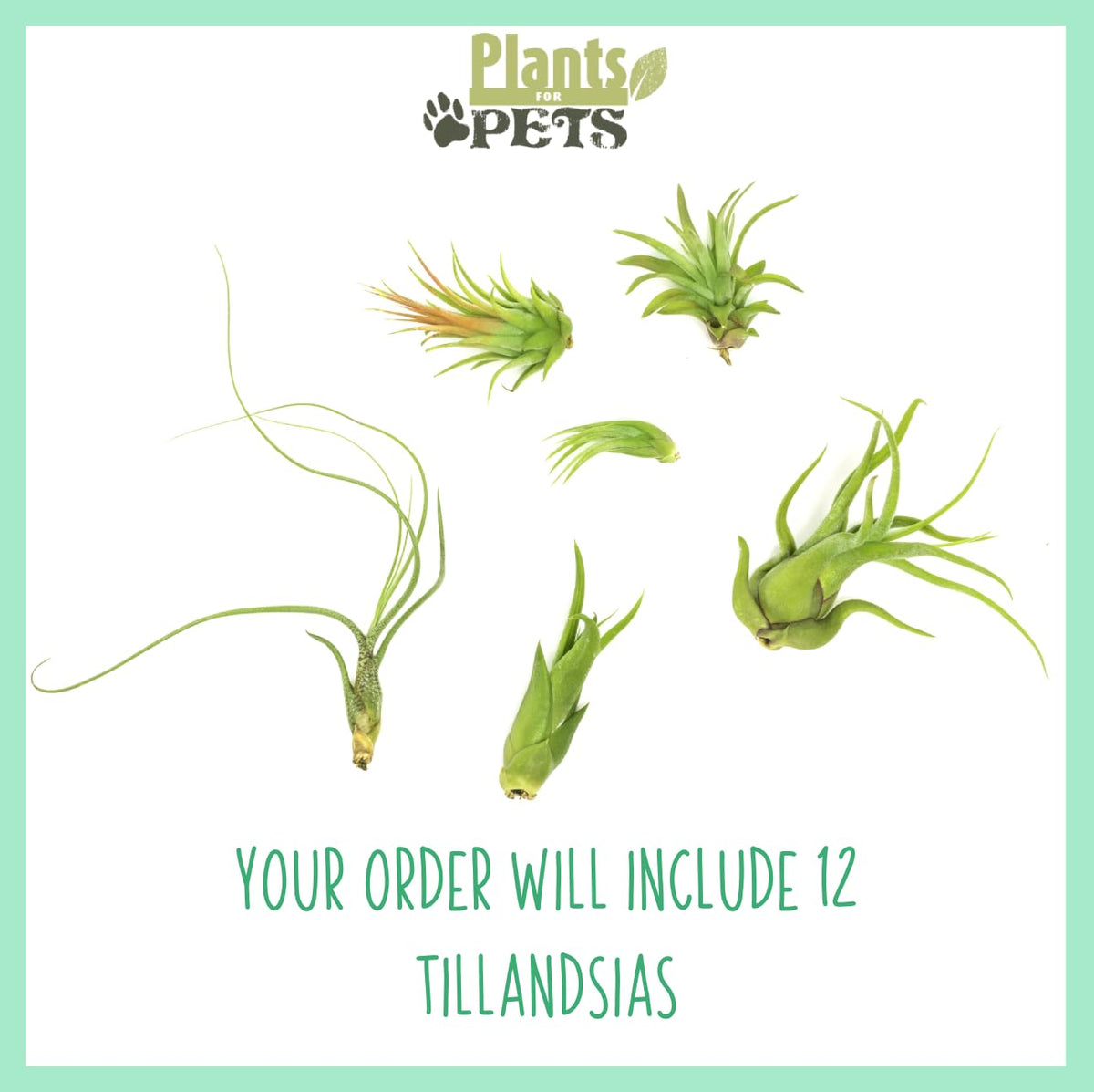 Plants for Pets Tillandsia air plants close-up of resilient leaves for low-maintenance displays.