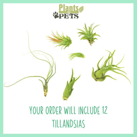 Plants for Pets Tillandsia air plants close-up of resilient leaves for low-maintenance displays.