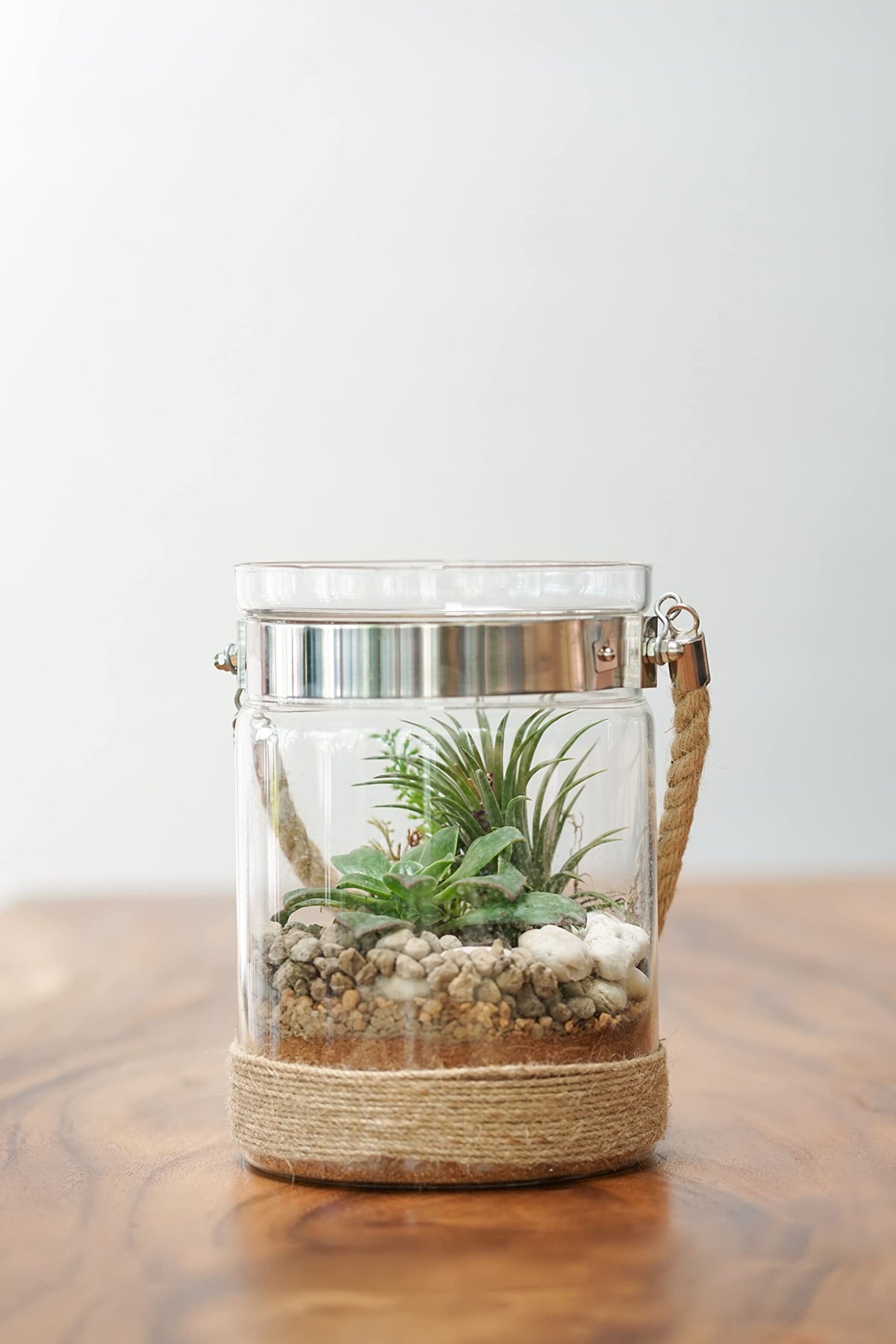 Plants for Pets Tillandsia air plants with pink blooms for color accents.