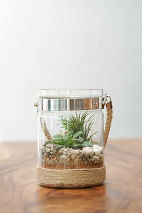 Plants for Pets Tillandsia air plants with pink blooms for color accents.