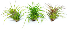 Plants for Pets Tillandsia air plants measure 2 to 5 inches for size reference.