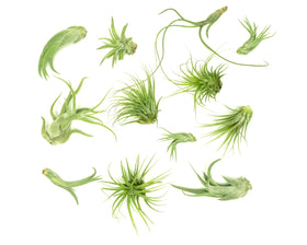 Plants for Pets Tillandsia air plants terrarium display ideas for stylish decor.