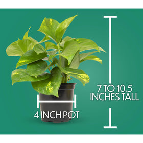 Plants for Pets toxicity warning display—view care tips and keep plants away from pets.