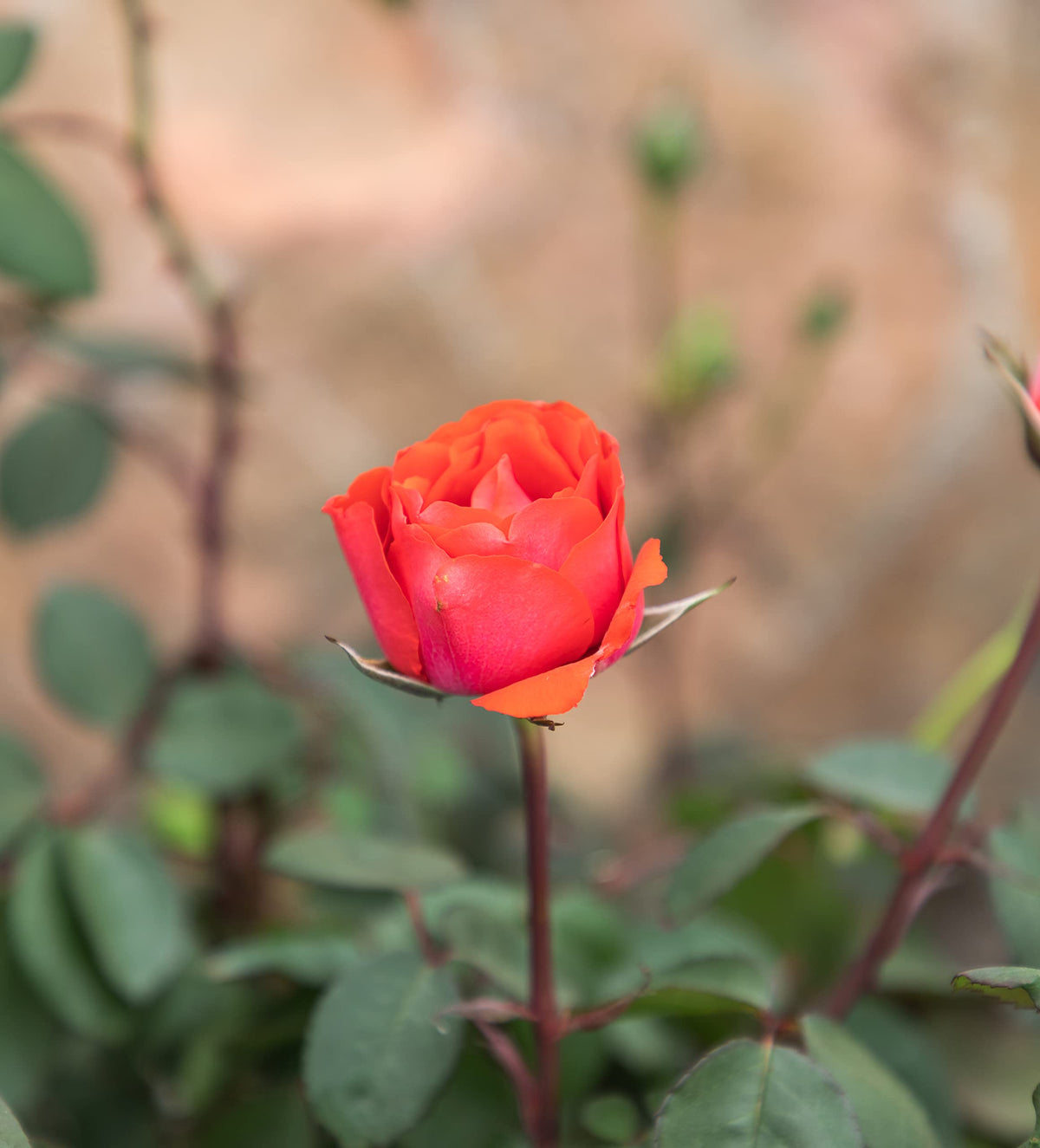 Gift-ready True Passion potted rose from Plants for Pets