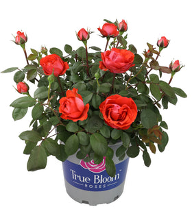 Plants for Pets True Passion orange rose bloom adds vibrant outdoor color