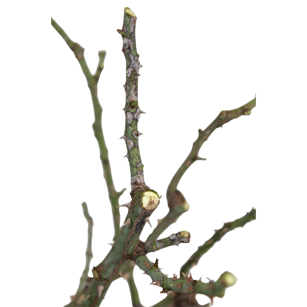 Lush foliage and vibrant blooms of True Passion for ornamental use