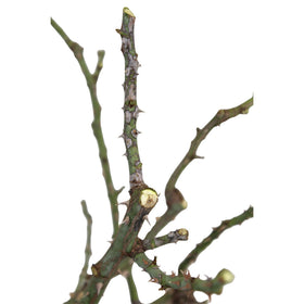 Lush foliage and vibrant blooms of True Passion for ornamental use