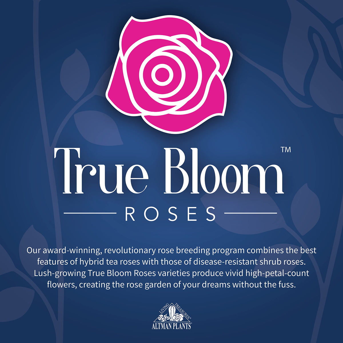 Closeup of True Passion rose petals showing double bloom detail