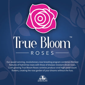 Closeup of True Passion rose petals showing double bloom detail
