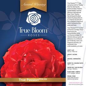 True Passion rose in pot ready for patio or balcony display