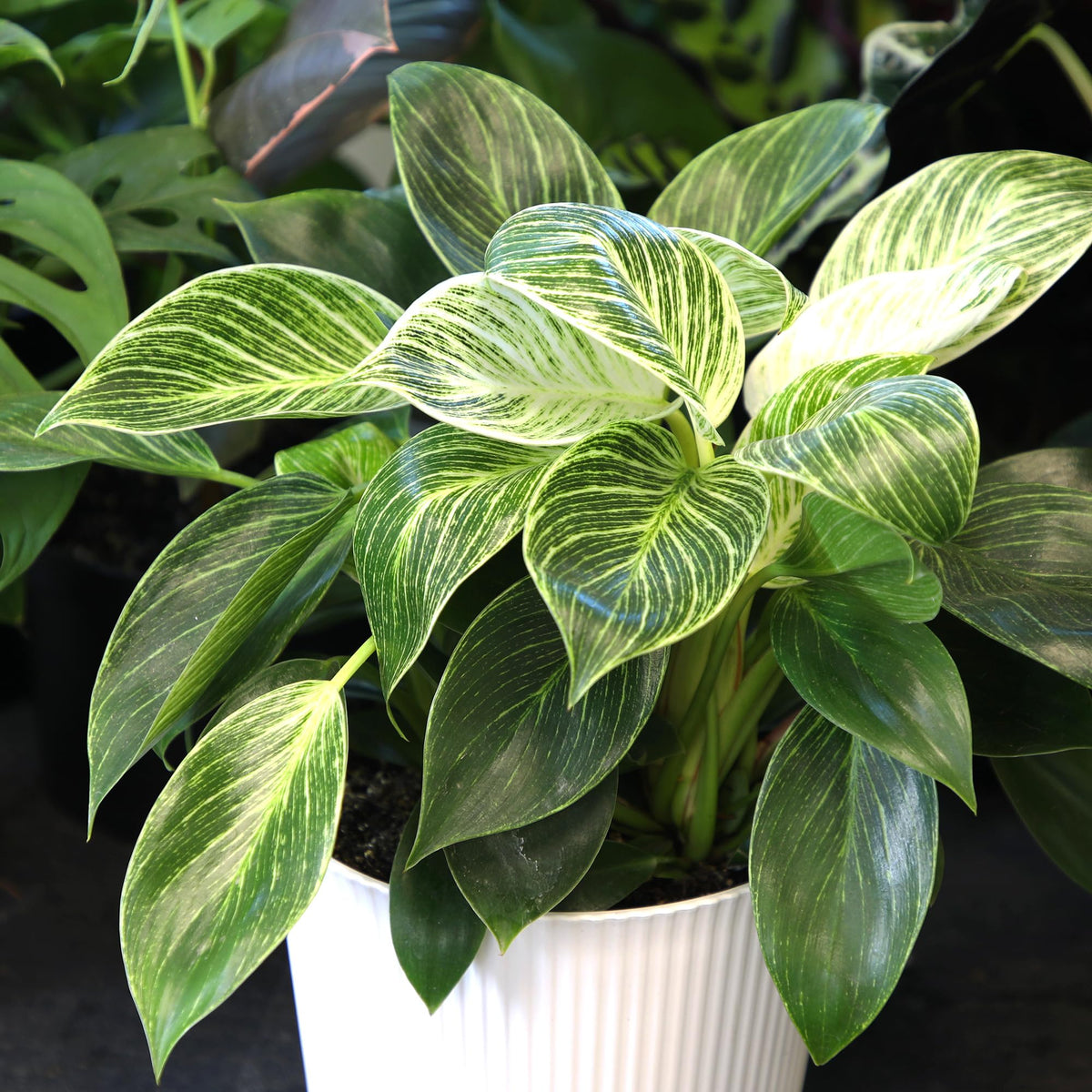 Indirect light helps Birkin retain variegation and vibrant color.