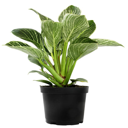 Plants for Pets Birkin leaves with creamy stripes brighten indoor spaces.