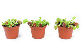 Plants for Pets Venus Fly Trap 3in pack ready for indoor display