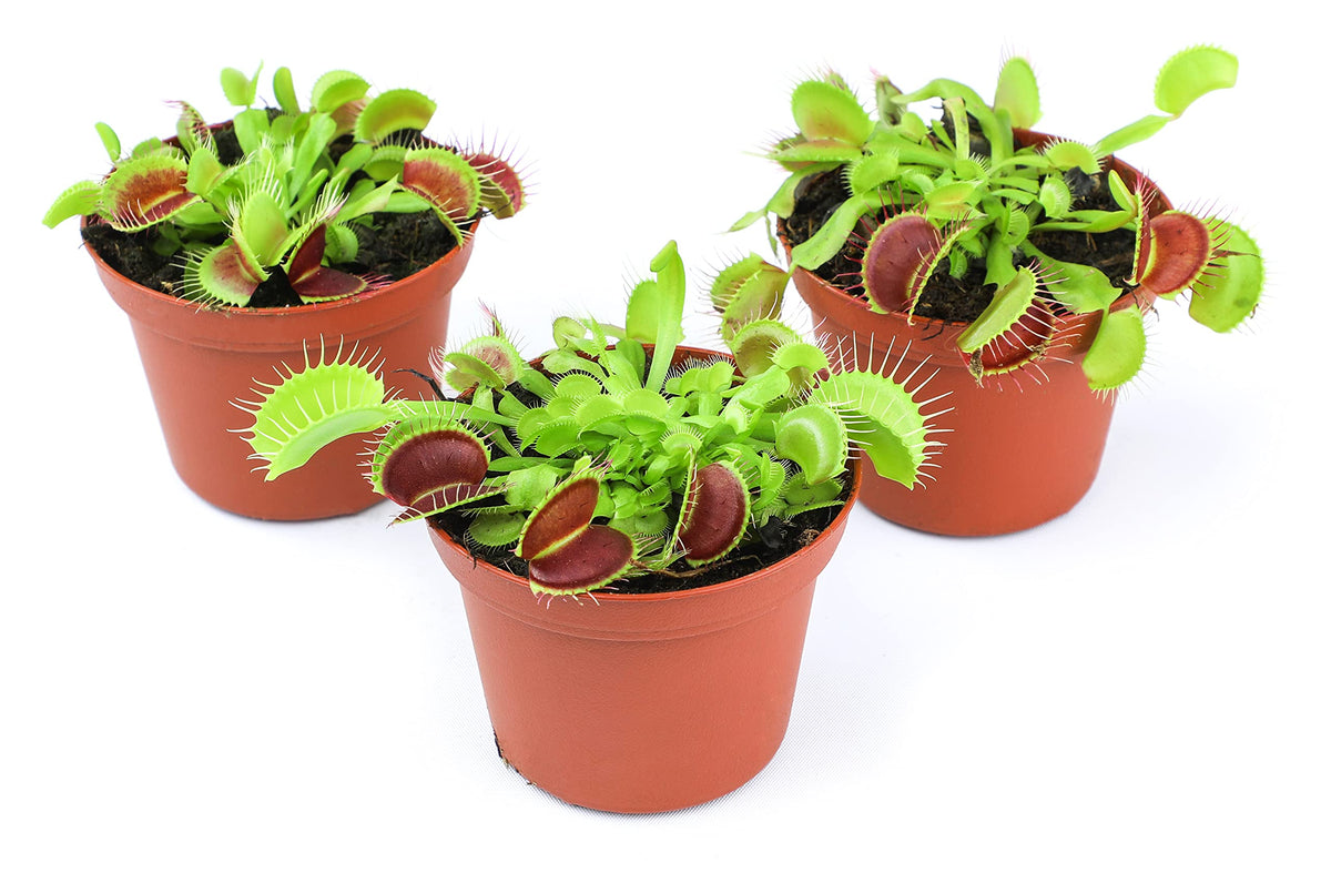 Plants for Pets Venus Fly Trap leaf-trap closeup highlighting the red inner surfaces