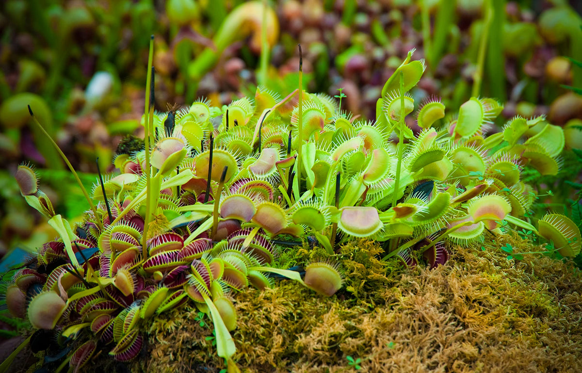 Plants for Pets Venus Fly Trap in a decorative pot-set for stylish indoor display