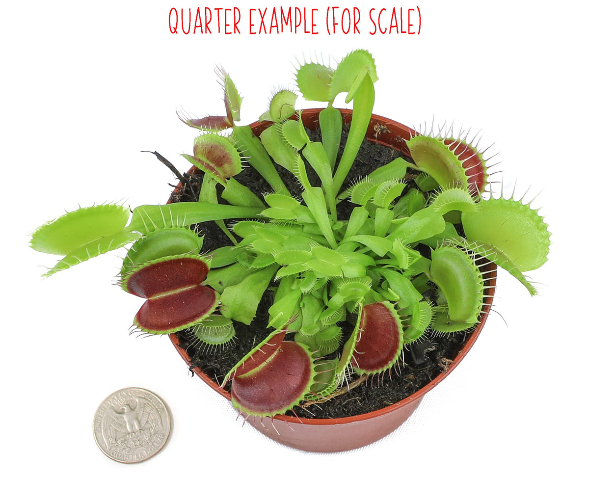 Plants for Pets Venus Fly Trap red-inside detail showcasing jaw-like leaves for visual interest